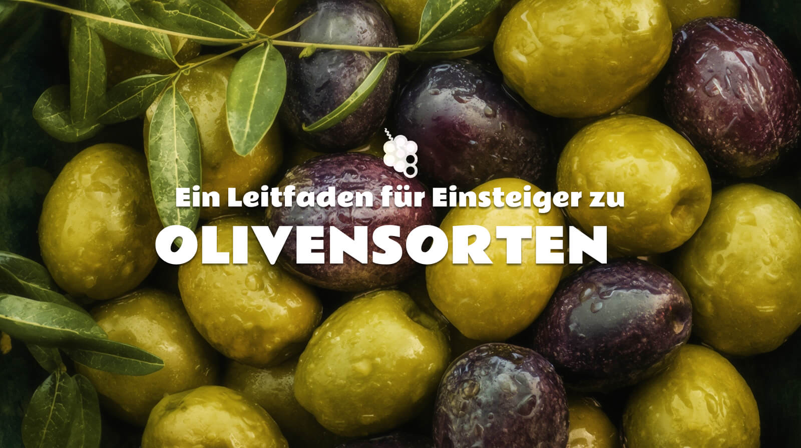 Ein Leitfaden für Einsteiger über Olivensorten: Wie jede Sorte schmeckt und wie man sie auswählt