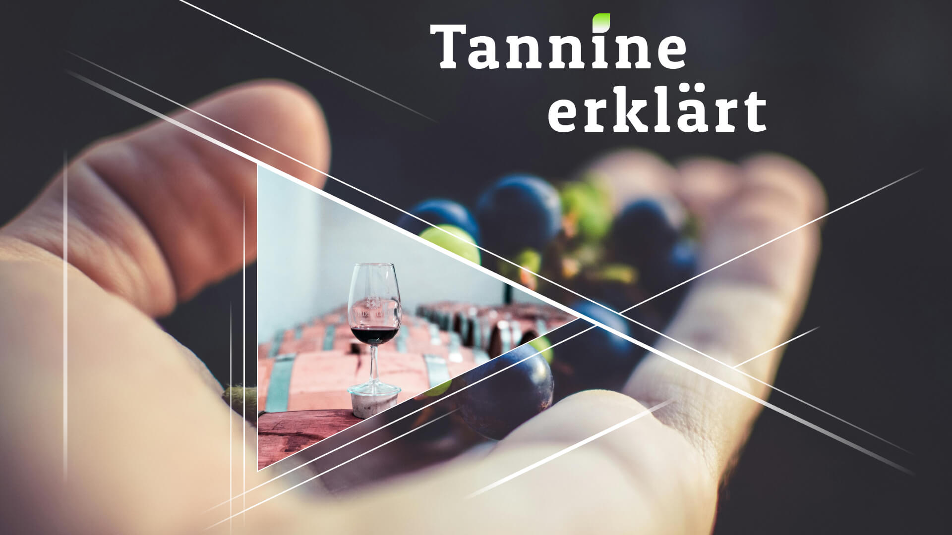 Tannine erklärt: Wie sie sich auf Ihren Wein auswirken